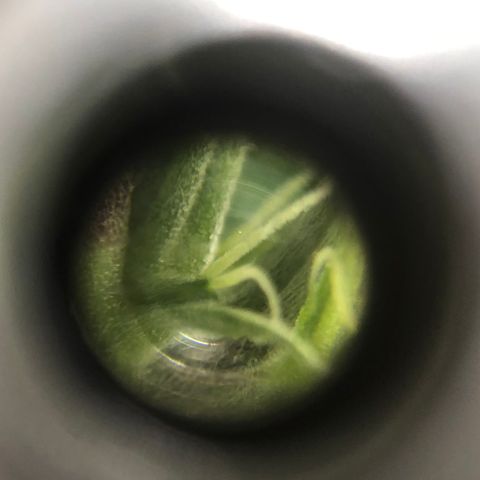 Super Lemon Haze growlog photo: 21/08/21 saída dos pistilos, apresentação do sexo. Sem muitas novidades, seed feminizada. Seguimos com a desfoliação para hoje ainda! Segue fotos quando tiver sido executada a desfoliação.