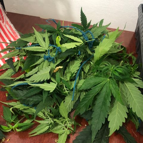 Super Lemon Haze growlog photo: Fotos da desfoliação e clonagem.
