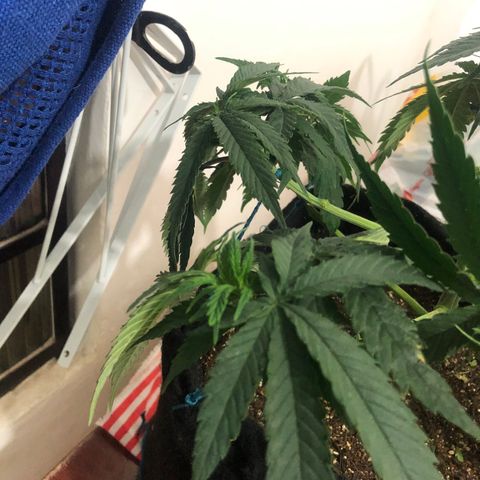 Super Lemon Haze growlog photo: Fotos da desfoliação e clonagem.