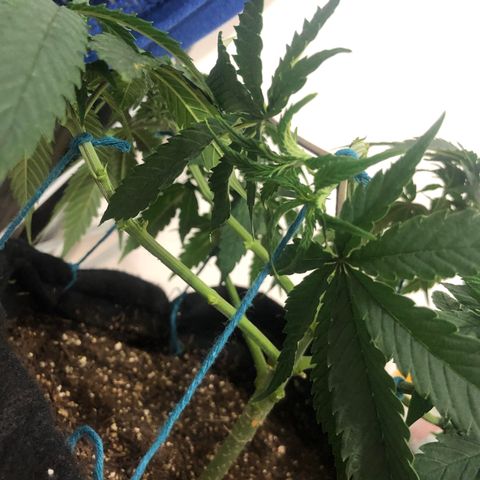 Super Lemon Haze growlog photo: Fotos da desfoliação e clonagem.