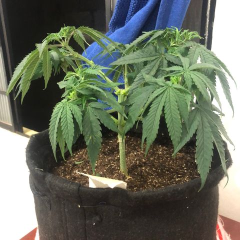 Super Lemon Haze growlog photo: Fotos da desfoliação e clonagem.