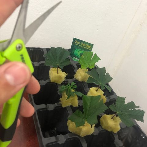 Super Lemon Haze growlog photo: Fotos da desfoliação e clonagem.