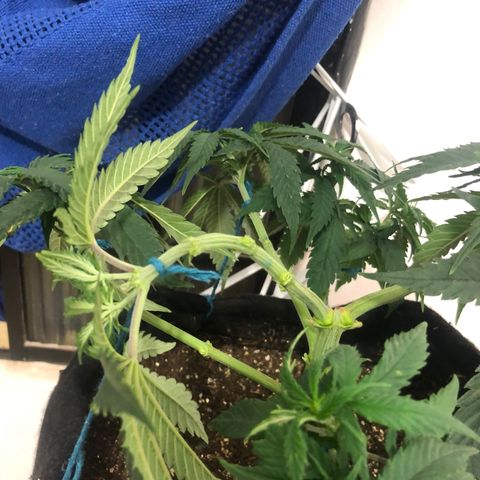 Super Lemon Haze growlog photo: Fotos da desfoliação e clonagem.