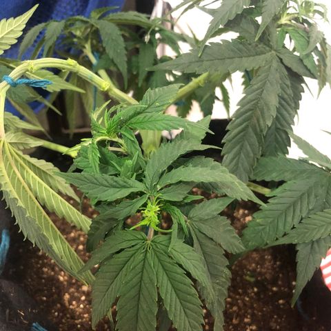 Super Lemon Haze growlog photo: Fotos da desfoliação e clonagem.