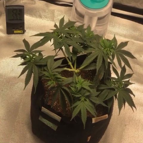 Super Lemon Haze growlog photo: Resposta a desfoliação no pós nutrição. Ta sensacional !!