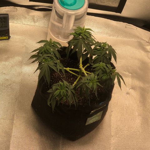 Super Lemon Haze growlog photo: Nutrição realizada as 2:40 da manhã. Planta com um semblante bem baixo gerando preocupação. Vamos ver até o amanhecer pra saber da resposta a alimentação.