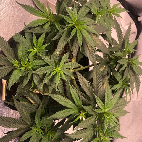Super Lemon Haze growlog photo: Planta entra no segundo dia de floração, vejo diferença…