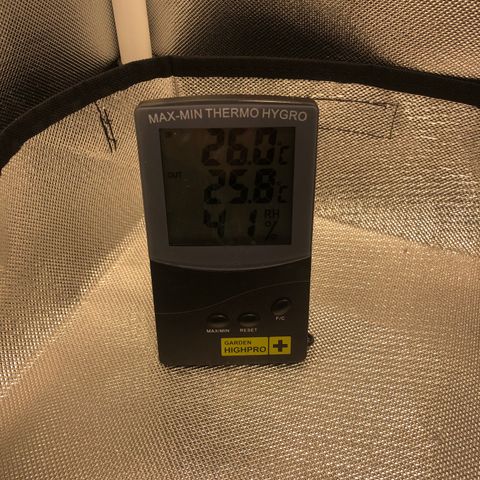Super Lemon Haze growlog photo: Planta entra no segundo dia de floração, vejo diferença…