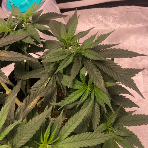 Super Lemon Haze growlog photo: Planta entra no segundo dia de floração, vejo diferença…