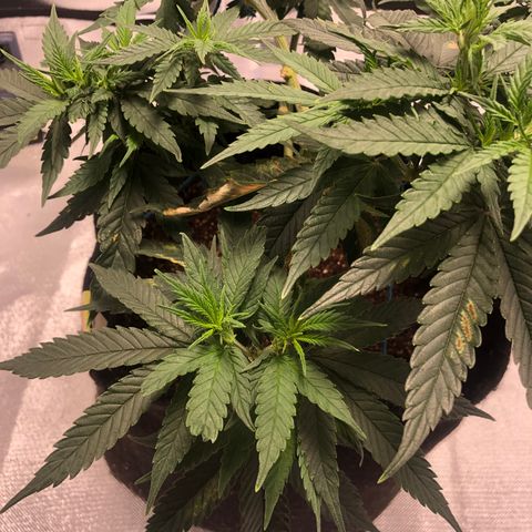 Super Lemon Haze growlog photo: Planta entra no segundo dia de floração, vejo diferença…