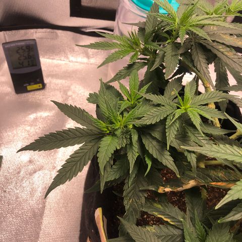 Super Lemon Haze growlog photo: Planta entra no segundo dia de floração, vejo diferença…