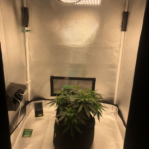 Super Lemon Haze growlog photo: Planta entra no segundo dia de floração, vejo diferença…