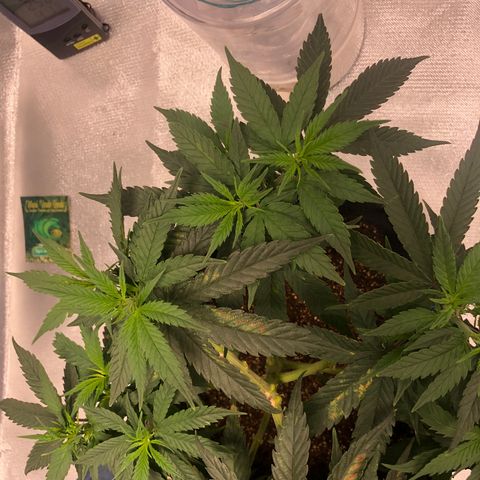 Super Lemon Haze growlog photo: Planta entra no segundo dia de floração, vejo diferença…