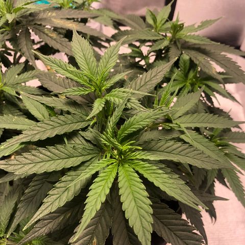 Super Lemon Haze growlog photo: Planta entra no segundo dia de floração, vejo diferença…