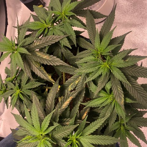 Super Lemon Haze growlog photo: Planta entra no segundo dia de floração, vejo diferença…