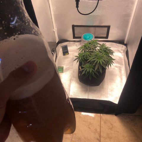 Super Lemon Haze growlog photo: Nutrição. Sem medição de PH confiando no que o fabricando Flowermind diz.