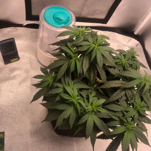 Super Lemon Haze growlog photo: 5 dia de flora. Tem crescido e bebido mais água.