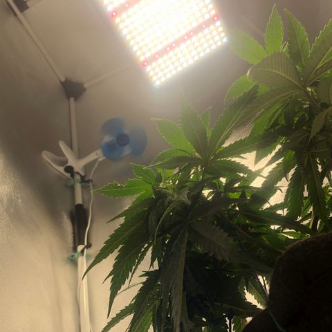 Super Lemon Haze growlog photo: 5 dia de flora. Tem crescido e bebido mais água.