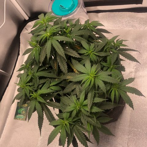 Super Lemon Haze growlog photo: 5 dia de flora. Tem crescido e bebido mais água.