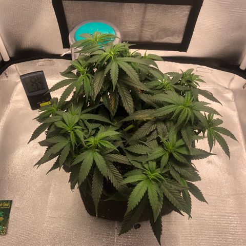 Super Lemon Haze growlog photo: 5 dia de flora. Tem crescido e bebido mais água.