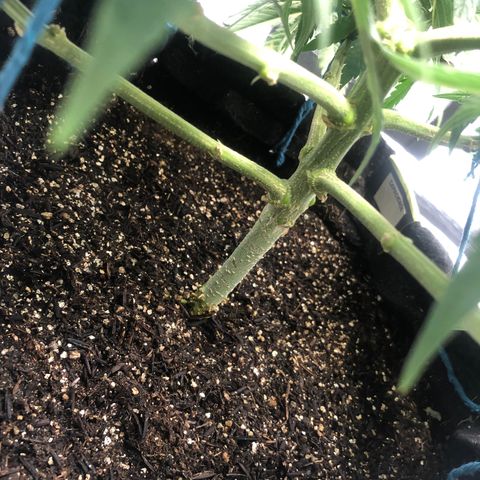 Super Lemon Haze growlog photo: 5 dia de flora. Tem crescido e bebido mais água.