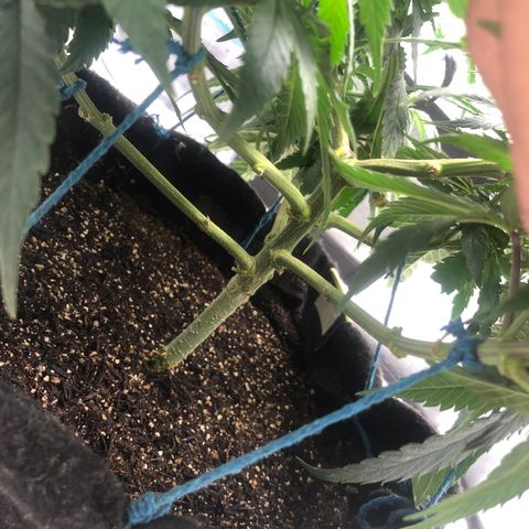 Super Lemon Haze growlog photo: 5 dia de flora. Tem crescido e bebido mais água.