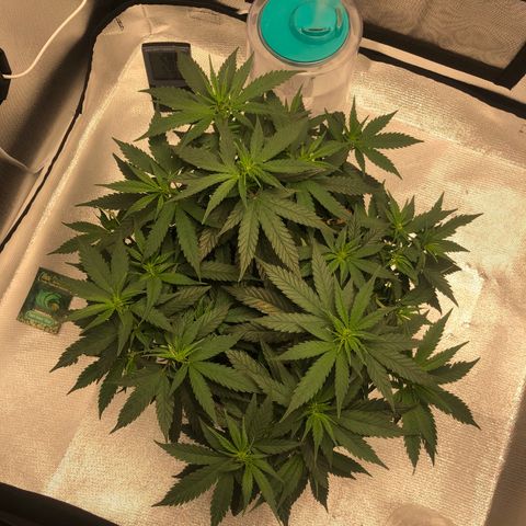 Super Lemon Haze growlog photo: 1 semana e 1 dia de flora