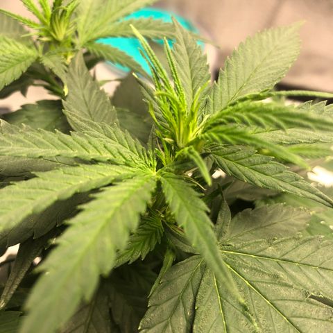 Super Lemon Haze growlog photo: 1 semana e 1 dia de flora
