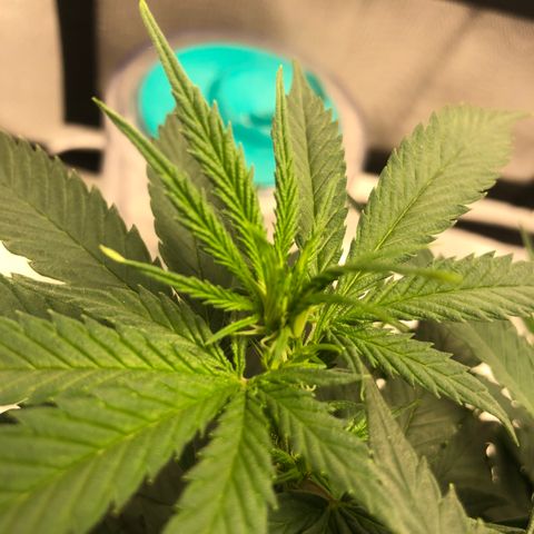 Super Lemon Haze growlog photo: 1 semana e 1 dia de flora