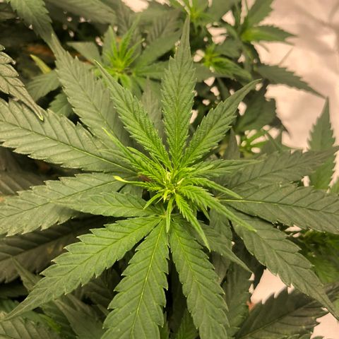 Super Lemon Haze growlog photo: 1 semana e 1 dia de flora