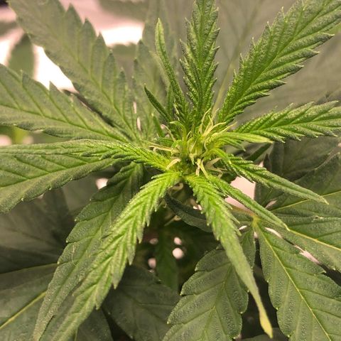 Super Lemon Haze growlog photo: Início da formação das flores