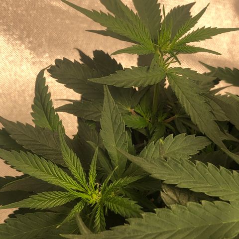 Super Lemon Haze growlog photo: Início da formação das flores