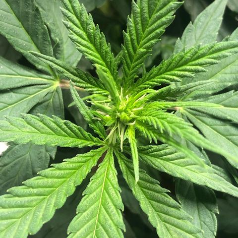 Super Lemon Haze growlog photo: Início da formação das flores