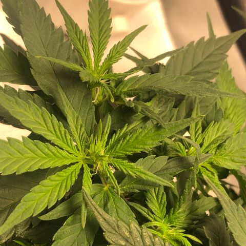 Super Lemon Haze growlog photo: Início da formação das flores