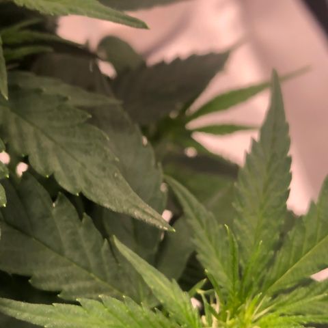 Super Lemon Haze growlog photo: Início da formação das flores