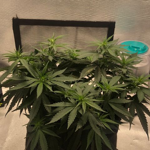 Super Lemon Haze growlog photo: Início da formação das flores