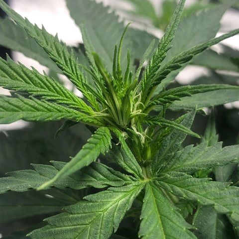Super Lemon Haze growlog photo: Início da formação das flores