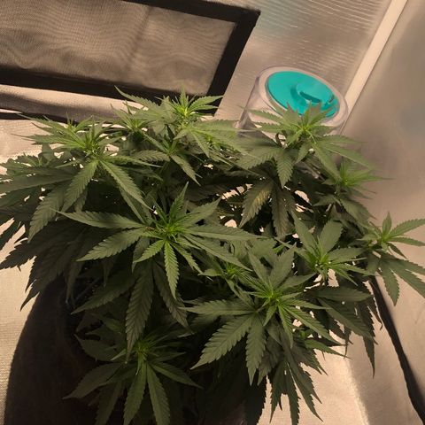 Super Lemon Haze growlog photo: Início da formação das flores