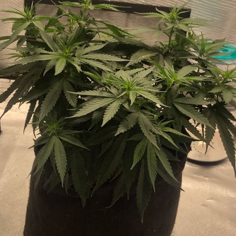 Super Lemon Haze growlog photo: Início da formação das flores