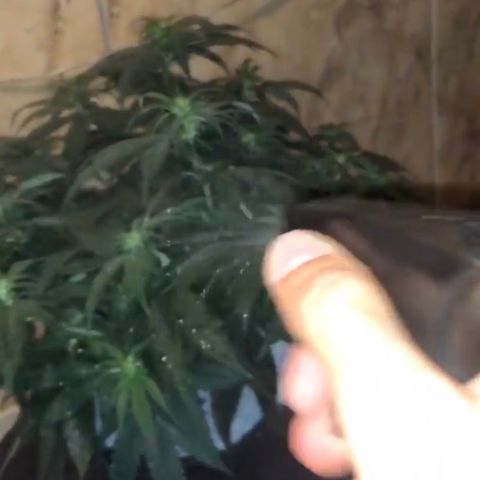 Super Lemon Haze growlog photo: Aplicação do E-Citrus