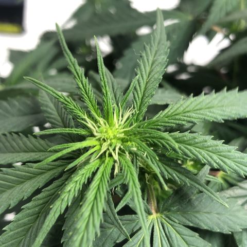 Super Lemon Haze growlog photo: Segunda semana de flora e as flores começam a ganhar cada vez mais nitidez