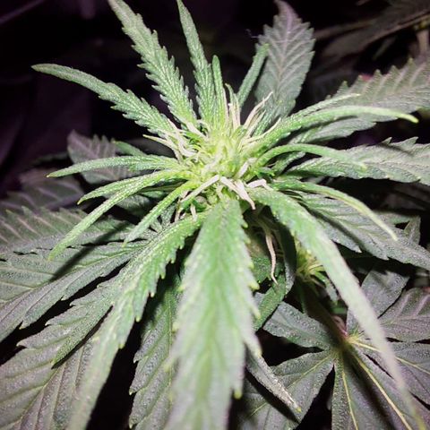 Super Lemon Haze growlog photo: Flowers 💐💐💐💐