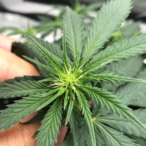 Super Lemon Haze growlog photo: Flowers 💐💐💐💐
