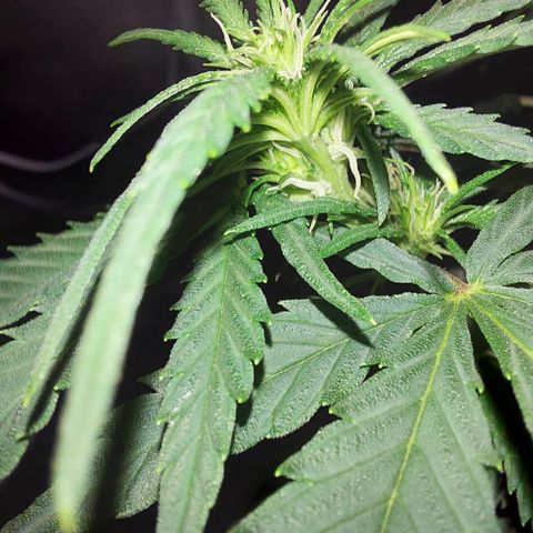 Super Lemon Haze growlog photo: Flowers 💐💐💐💐