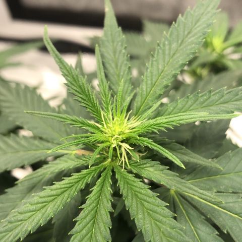 Super Lemon Haze growlog photo: Flowers 💐💐💐💐