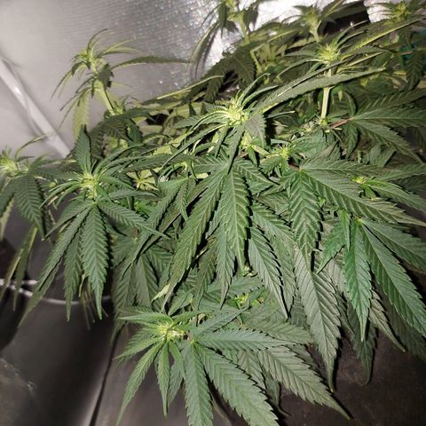 Super Lemon Haze growlog photo: Flowers 💐💐💐💐