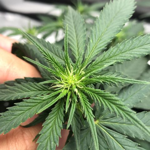 Super Lemon Haze growlog photo: Flowers 💐💐💐💐