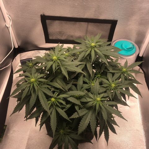 Super Lemon Haze growlog timeline photo