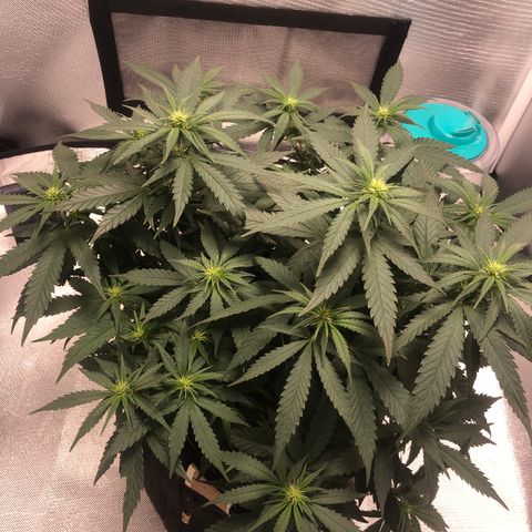 Super Lemon Haze growlog timeline photo