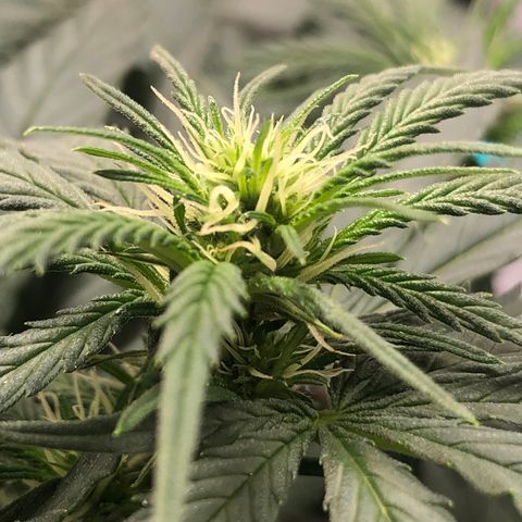 Super Lemon Haze growlog timeline photo